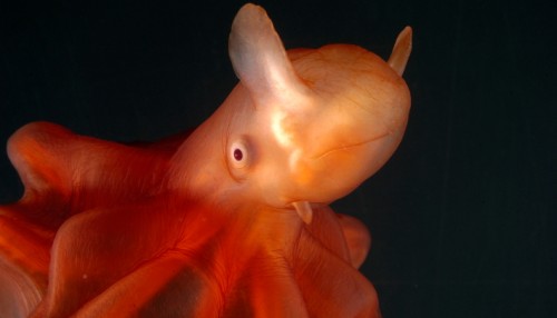 Dyphavsblekksprut. ©WWF 